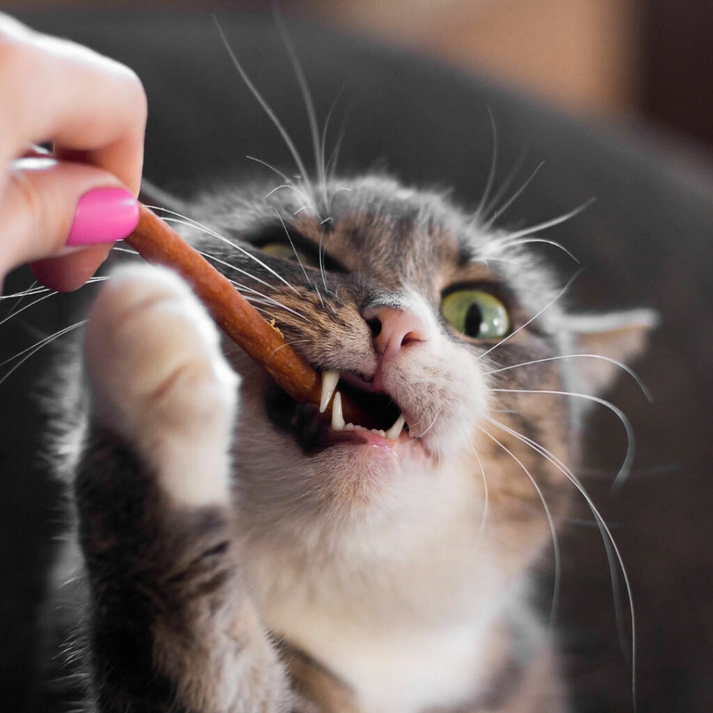 Cat eating a treat